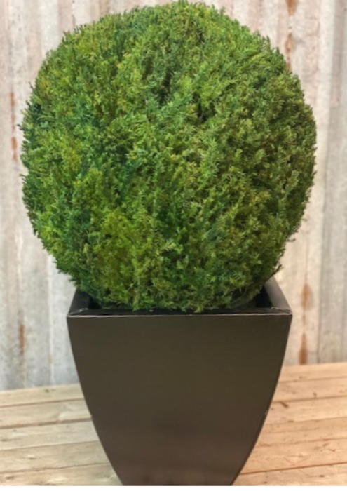 Preserved Globe Topiary 15 to 30 inches in Juniper Foliages